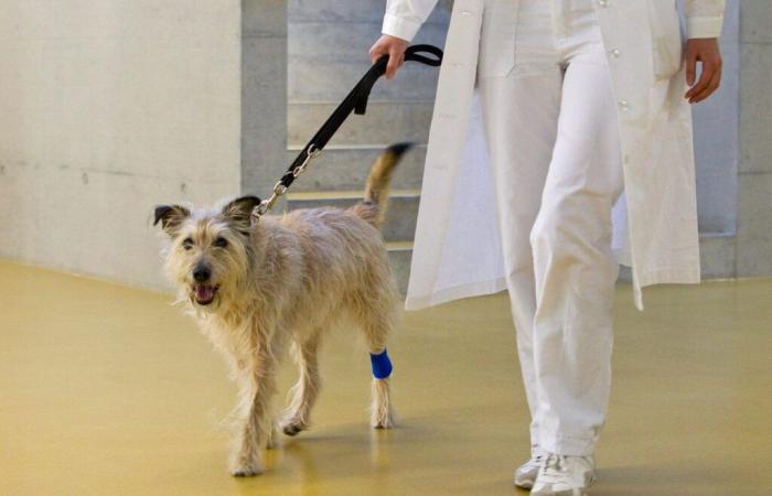 Zurich Animal Hospital: Magazine makes allegations