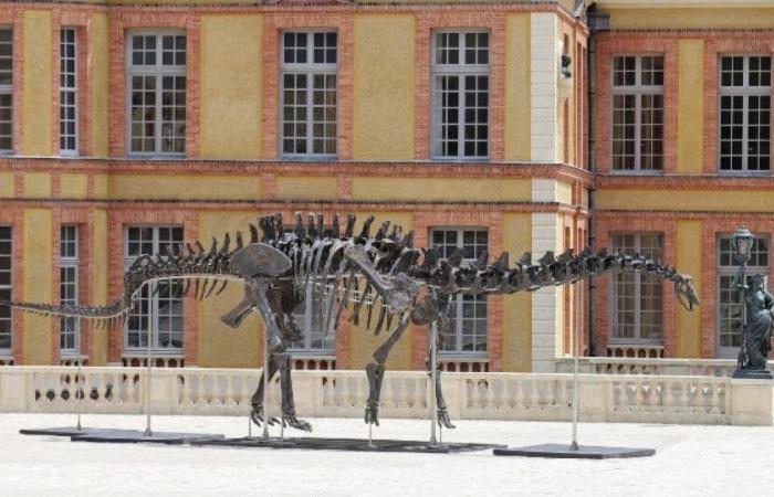 Vulcain the Jurassic colossus, sold for several million euros: News