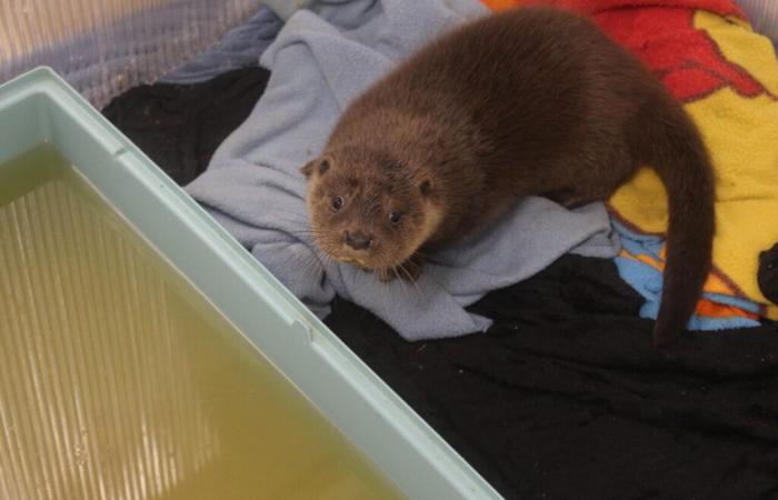 In this animal center in Lot-et-Garonne, the keepers carry out an unusual rescue