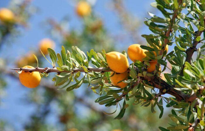 Morocco launches an ambitious project of 10,000 hectares of argan trees – Consonews