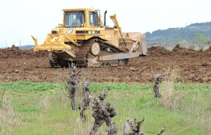 “In the government’s objective”: the grubbing up campaign will affect 7% of Languedoc vines