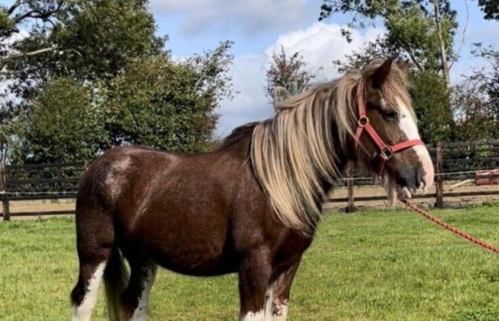 a “dramatic outcome” for the missing purebred horse