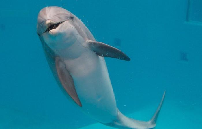 “Flanders bans once and for all”: the Bruges dolphinarium will close its doors by 2037