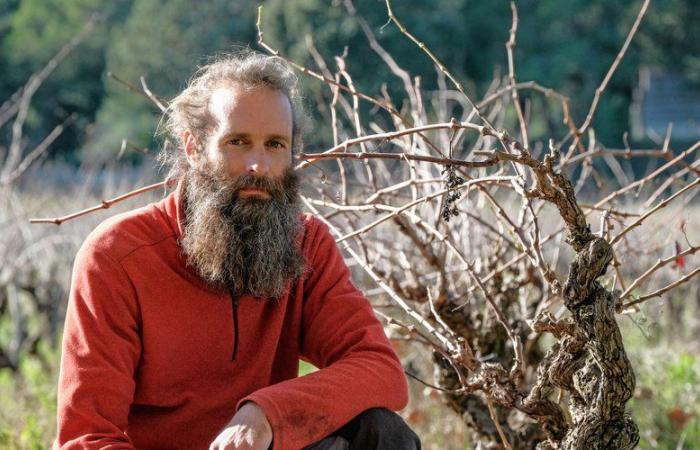 “I'm fed up, I'm stopping everything”: Laurent Mulero, winegrower in Montaud, has opted for permanent uprooting