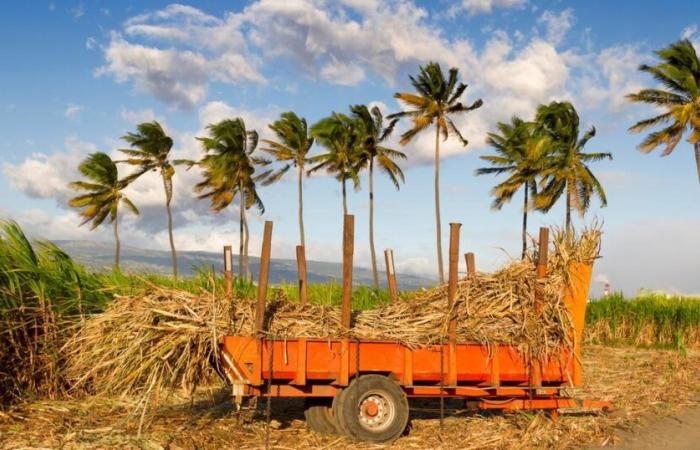 In Reunion, “without subsidies, sugar cane would already be dead”