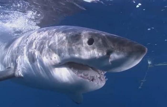 A white shark measuring more than three meters observed off the Var coast