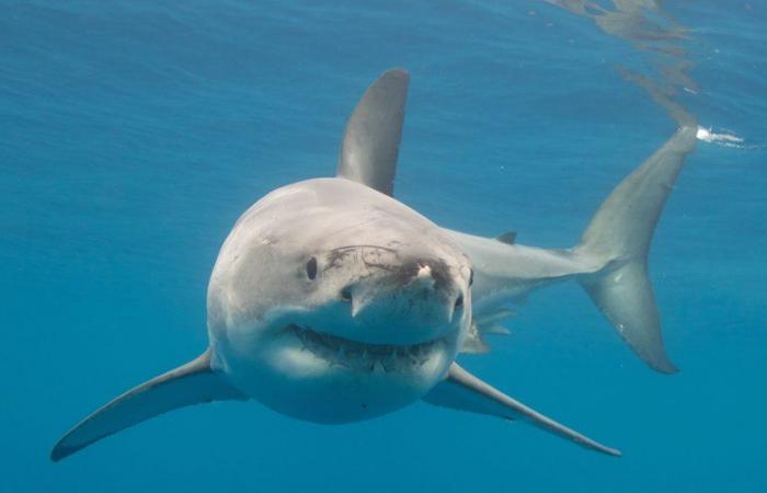 Rare event in the Mediterranean: a great white shark nearly 4 meters long was spotted in French waters