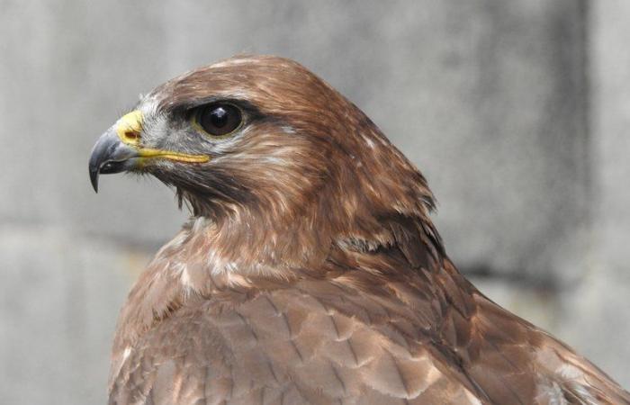 “Going from 600 receptions to 900 is complicated…” wild animals are increasingly being rescued in Aveyron