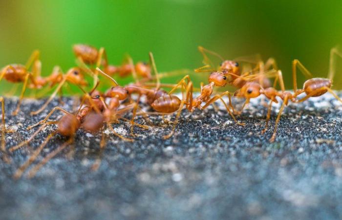 Electric ants detected in the south of France: what is this invasive species with painful stings?