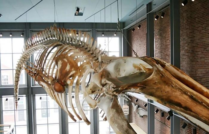 26 years after its death, oil continues to flow from the skeleton of this whale ????