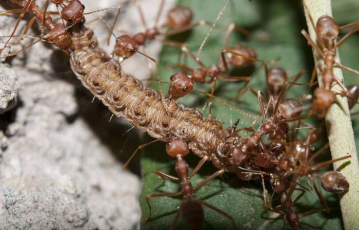 What is an electric ant, specimens of which have arrived in France?