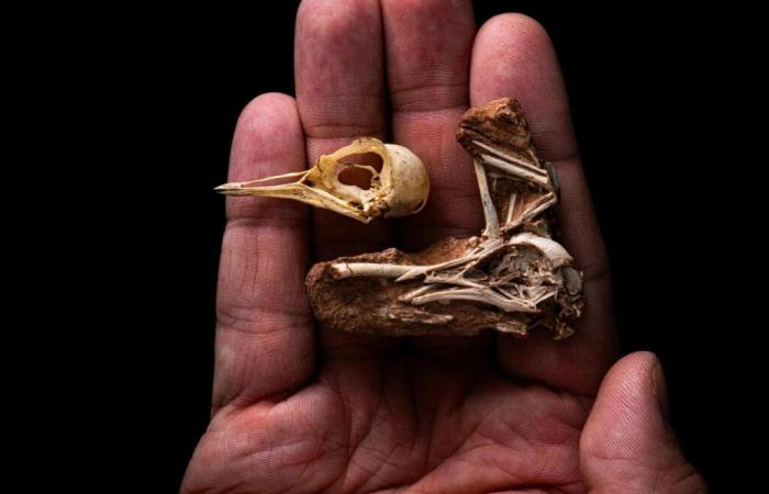 80 million-year-old bird fossil discovered in Brazil