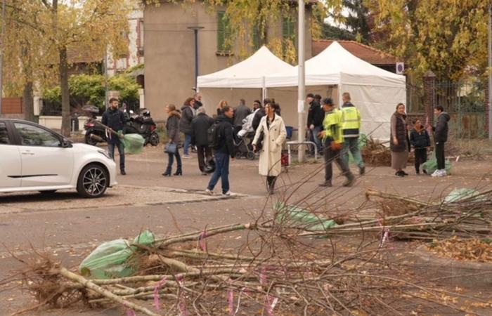 Free distributions of fruit trees in Drancy