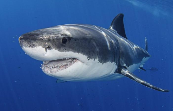 A great white shark measuring almost 4 meters seen off the coast causes a sensation