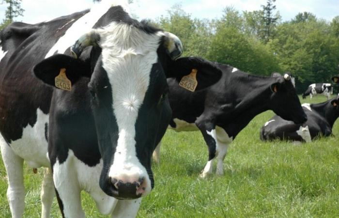 Bovine tuberculosis. In Orne, the extended surveillance zone: the affected municipalities