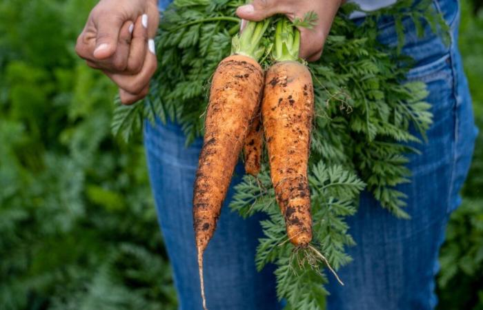 Organic carrots contaminated with E. coli bacteria cause one death and 38 illnesses