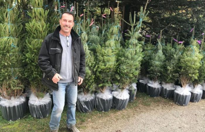 In Isère, a fir tree producer prepares before the holidays