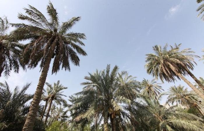 Uprooting palm trees, an illegal practice that threatens biodiversity