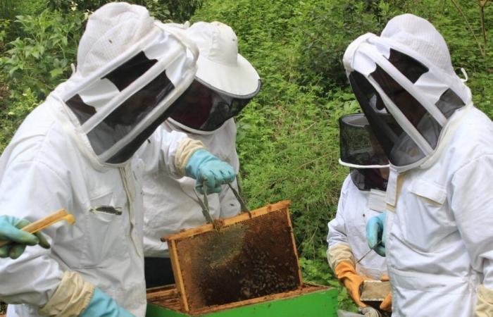 Maine-et-Loire. This town offers sessions to learn about beekeeping