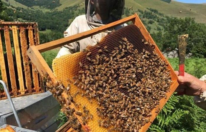 Import taxes cut to 2.5%, beekeepers furious