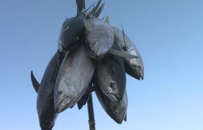 should we be worried about the consumption of tuna in New Caledonia?