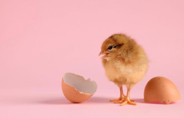 We know which of the chicken or the egg came first, here is the answer from science