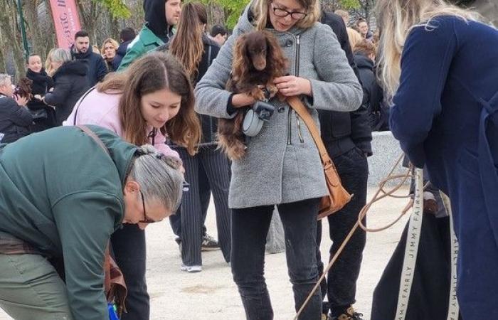 “Paris Sausage Walk 2024”: 500 dachshunds paraded