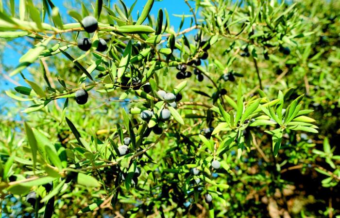 Olives in Gard: a reduced but resilient 2024 harvest