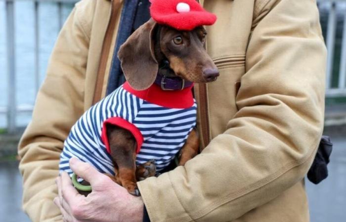 “Paris Sausage Walk 2024”: 500 dachshunds paraded