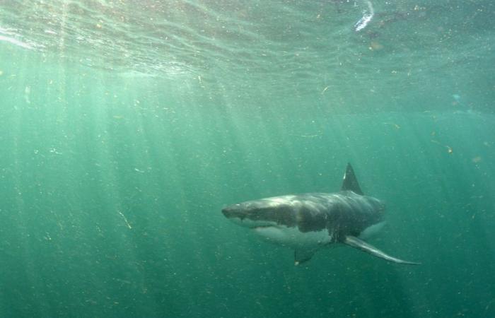 a Great white shark off the coast of Var