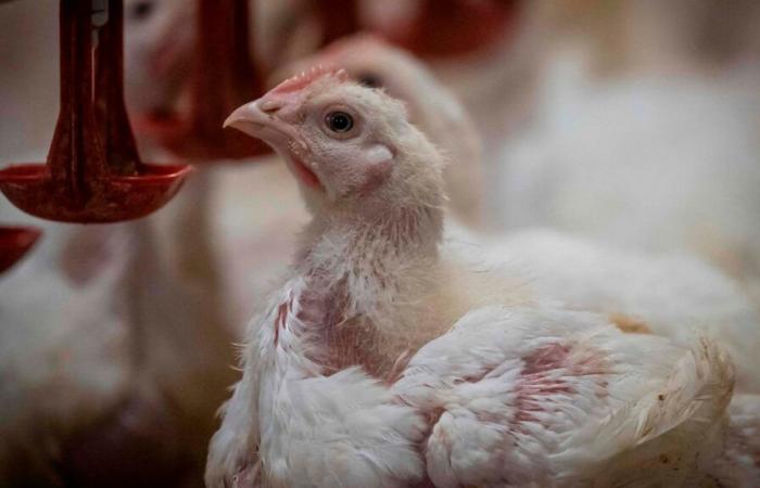 First confirmed case of avian flu in Montérégie this fall