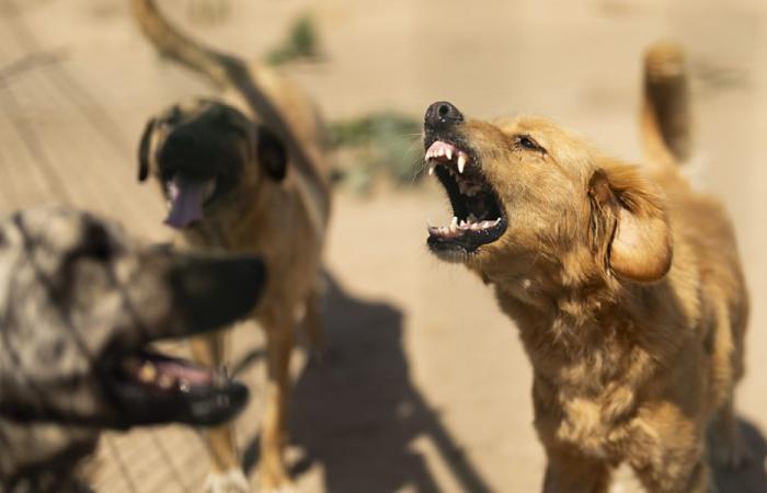 Dogs exploited in “atrocious” conditions in Hungary