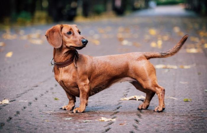 [EN IMAGES] The most beautiful sausages in Paris paraded during the Sausage Walk