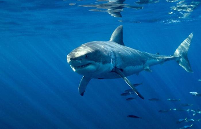 Var: a great white shark observed in the waters of Porquerolles