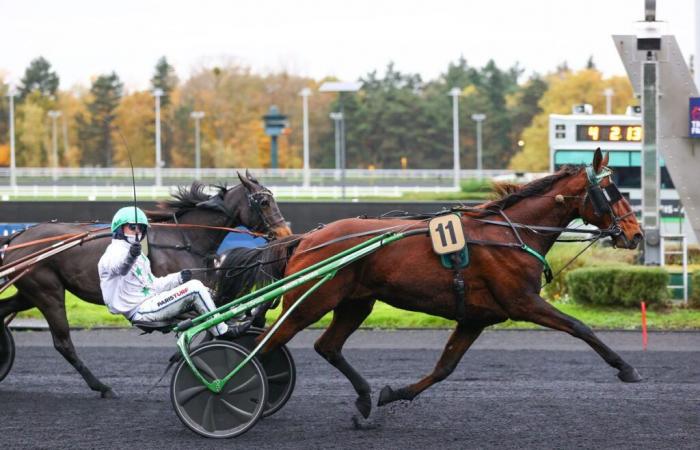 11/18/2024 in Vincennes – Quinté +: Hannibal Tuilerie easily