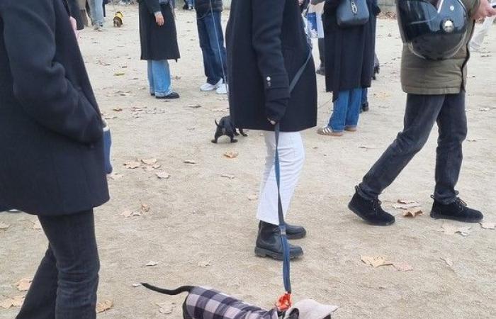 “Paris Sausage Walk 2024”: 500 dachshunds paraded