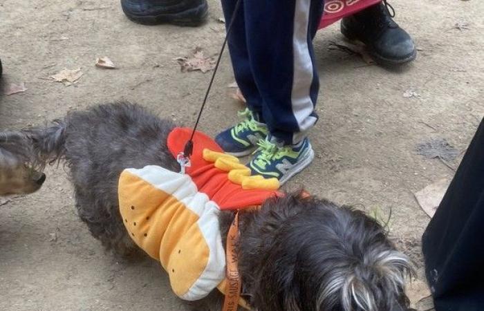 “Paris Sausage Walk 2024”: 500 dachshunds paraded