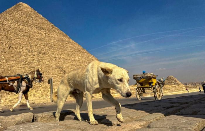 Apollo and his dog friends, new stars of the pyramids