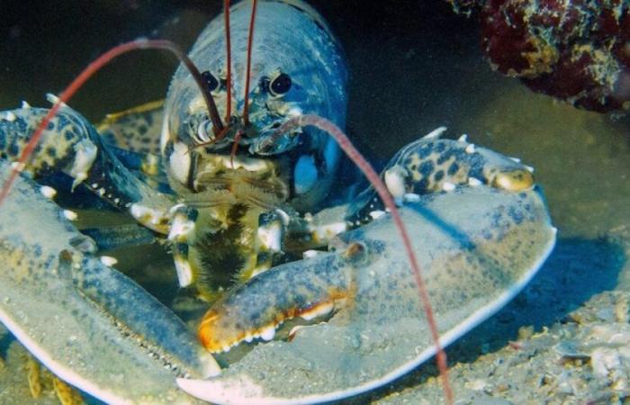 A family adopts a golden lobster on the island of Ouessant, a very rare species: News