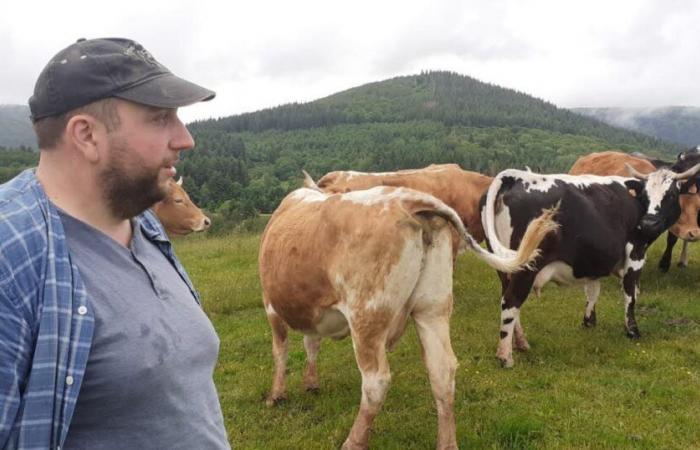 Territory of Belfort. A cow found devoured in a pasture in Etueffont: the wolf suspected