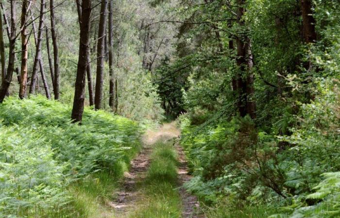 Disappeared in the forest for 24 hours, an octogenarian found thanks to his connected watch in Haut-Rhin