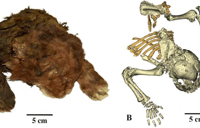 Siberia: Young saber-toothed tiger discovered in permafrost