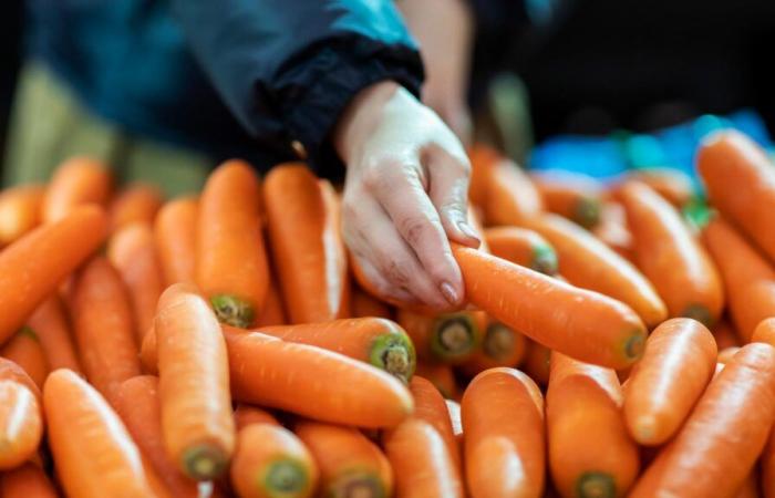 In the United States, carrots infected with E. coli cause one death and dozens of illnesses