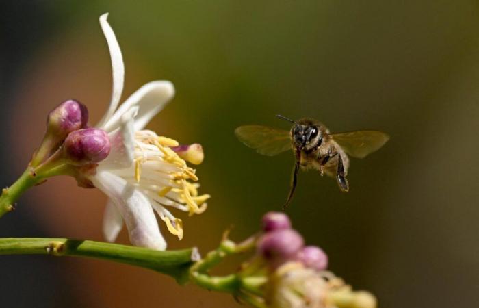 French bees and honey are increasingly suffering from climate change