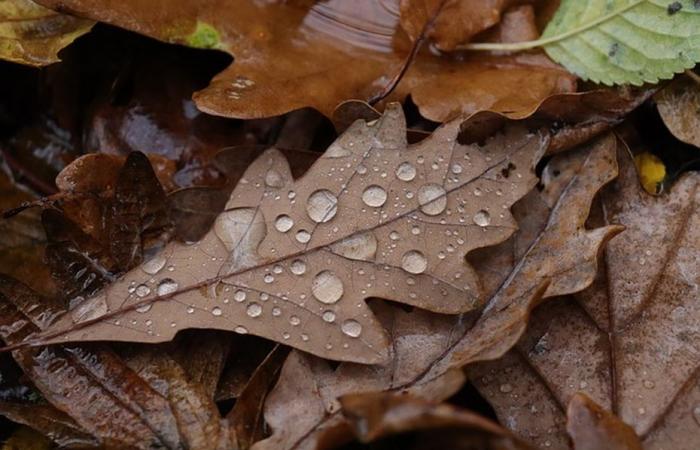 WEATHER REPORT. Rain, strong wind and mild temperatures for this Tuesday in Normandy.