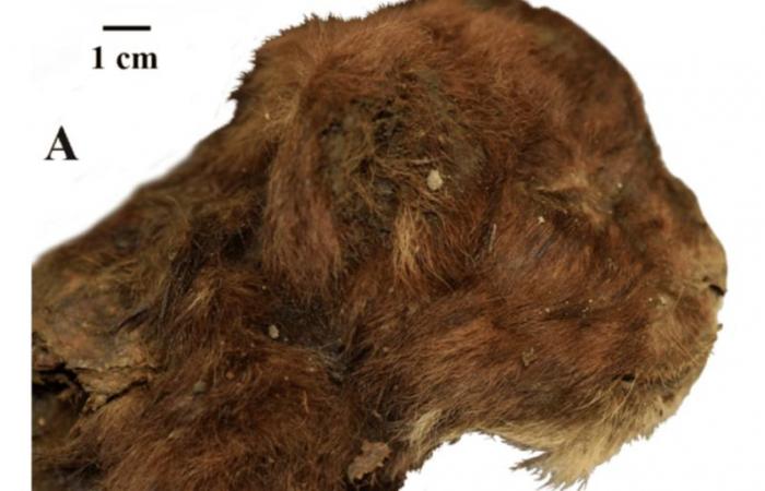 Siberia: Young saber-toothed tiger discovered in permafrost