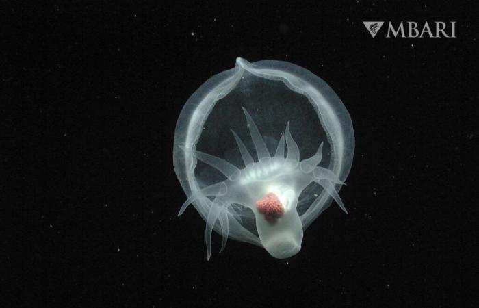 researchers have finally identified this deep sea creature