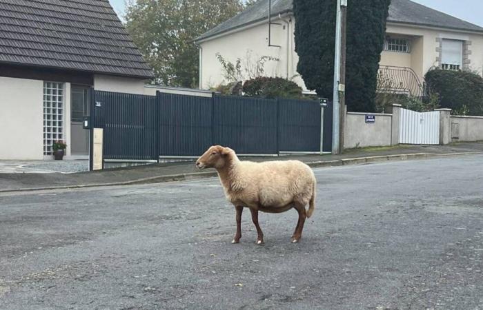 “Rallye”, the only surviving sheep, was found by the Laval municipal police