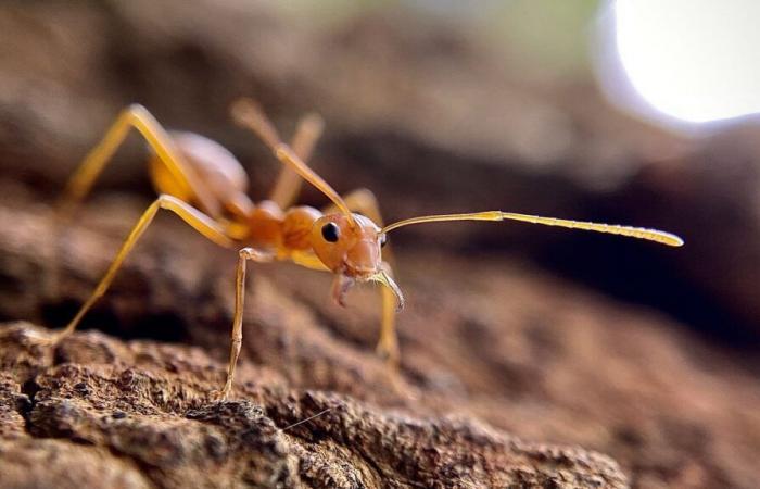 A new home of electric ants discovered in the Var