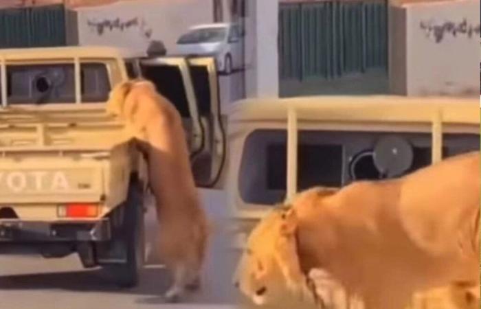 A lion falling from a car in the streets of Libya ignites social networks (video)